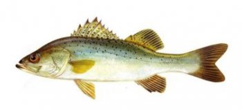 鱈魚是海魚還是淡水魚