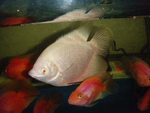 鸚鵡魚養幾條最旺財