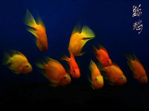 鸚鵡魚養幾條最旺財