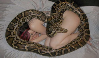 玉米蛇真能養(yǎng)出感情嗎