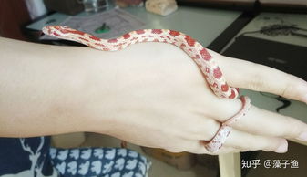 玉米蛇真能養(yǎng)出感情嗎