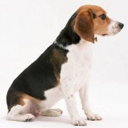 養(yǎng)浣熊犯法嗎