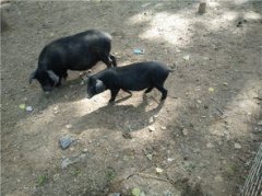 正宗小香豬多少錢一只