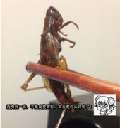 油炸螞蚱有鐵線蟲嗎