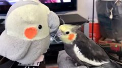 玄鳳鸚鵡會說話嗎