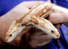 玉米蛇咬人有多疼