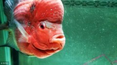 鸚鵡魚養幾條最旺財