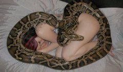 玉米蛇真能養出感情嗎