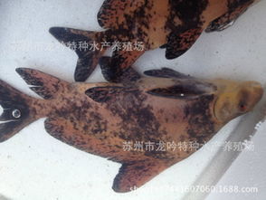 一帆風順能當垃圾魚嗎