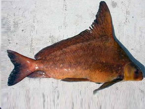 一帆風順能當垃圾魚嗎