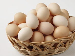 烏雞蛋不適合什么人吃