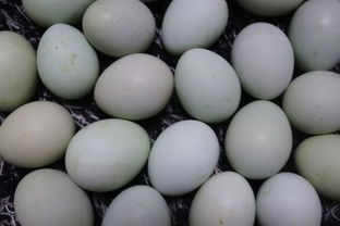 烏雞蛋是什么顏色