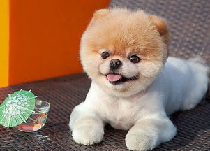 俊介犬長大后有多重