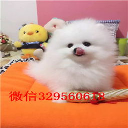 俊介犬長大后有多重