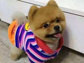 俊介犬長大后有多重