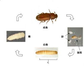 家里的衣魚蟲從哪來的