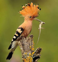 戴勝鳥是棺材鳥嗎