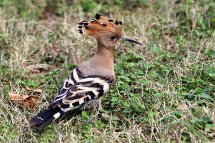 戴勝鳥是棺材鳥嗎