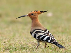 戴勝鳥是棺材鳥嗎