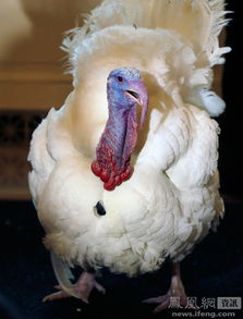 火雞為什么是鳳凰命