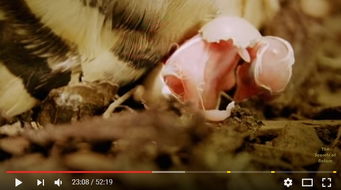 戴勝鳥來家里好嗎