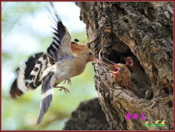戴勝鳥來家里好嗎