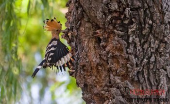 戴勝鳥來家里好嗎