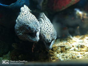 抓水母是什么意思