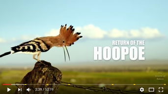 看見戴勝鳥什么兆頭