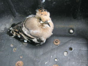 看見戴勝鳥什么兆頭