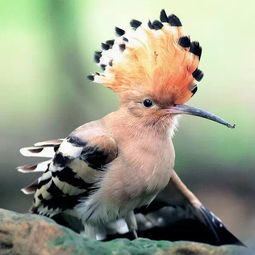 看見戴勝鳥什么兆頭