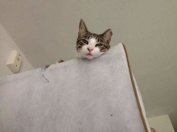 衣魚蟲的窩怎么找