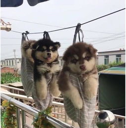 衣魚蟲的窩怎么找