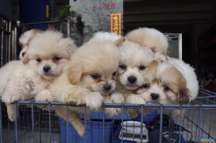 衣魚蟲的窩怎么找