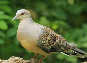 野鴿子在家搭窩吉利嗎