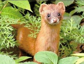 野鴿子在家搭窩吉利嗎