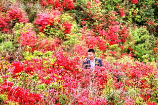 黃丫口什么時(shí)候賞杜鵑