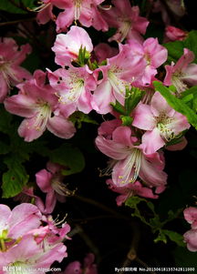 黃丫口什么時(shí)候賞杜鵑