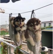 衣魚蟲的窩怎么找