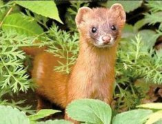 野鴿子在家搭窩吉利嗎