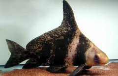 一帆風(fēng)順能當(dāng)垃圾魚嗎