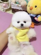 俊介犬長大后有多重