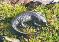 火雞為什么是鳳凰命