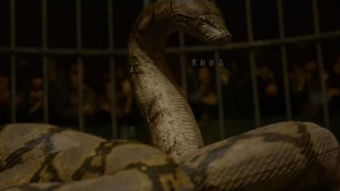 伏地魔納吉尼怎么遇見