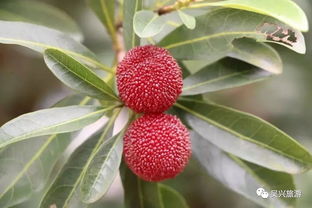 湖州哪里可以摘楊梅