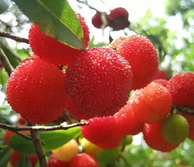 湖州哪里可以摘楊梅