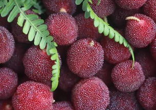 湖州哪里可以摘楊梅