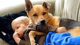 荷蘭豬多久認(rèn)主人