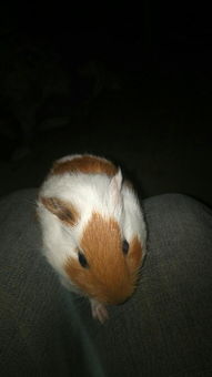 荷蘭豬多久認(rèn)主人