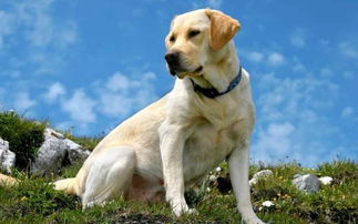 荷蘭豬多久認(rèn)主人